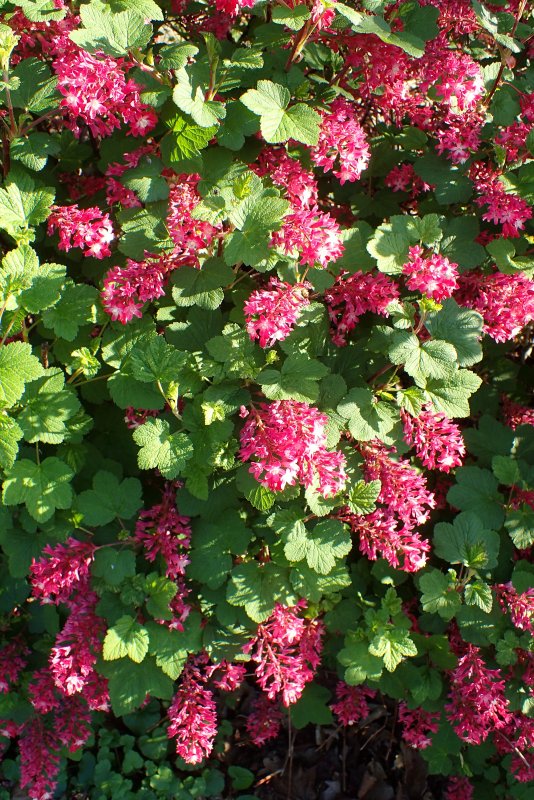 Ribes Pulborough Scarlet