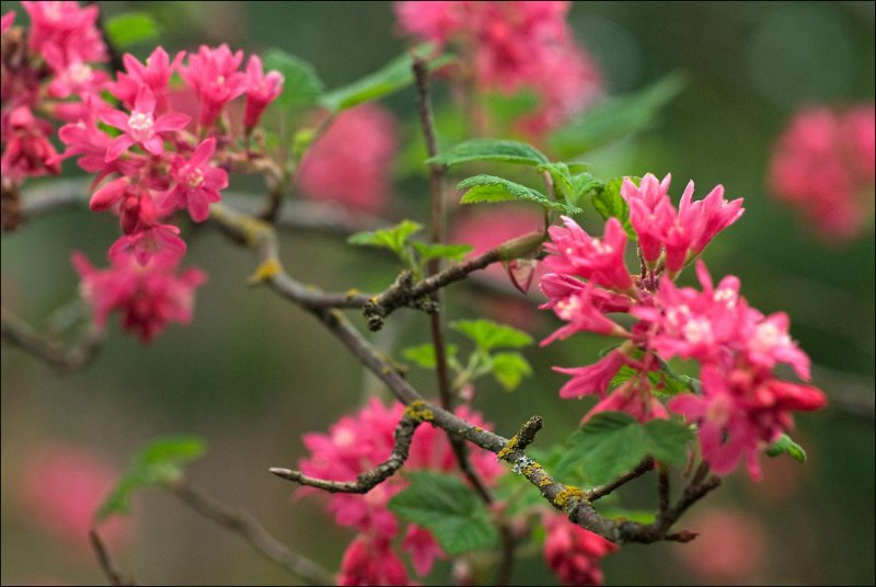 Ribes sanguineum King Edward VII