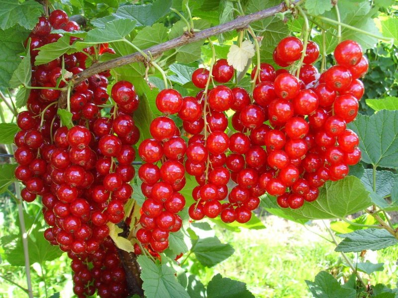 Засох куст Эдвард Кинга