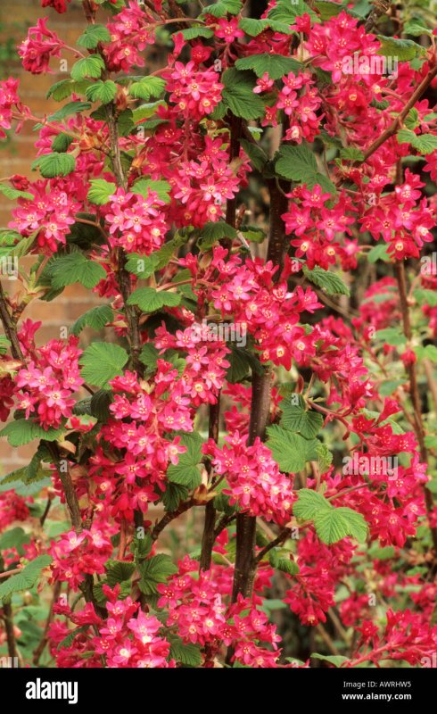 Rose Hip Garden