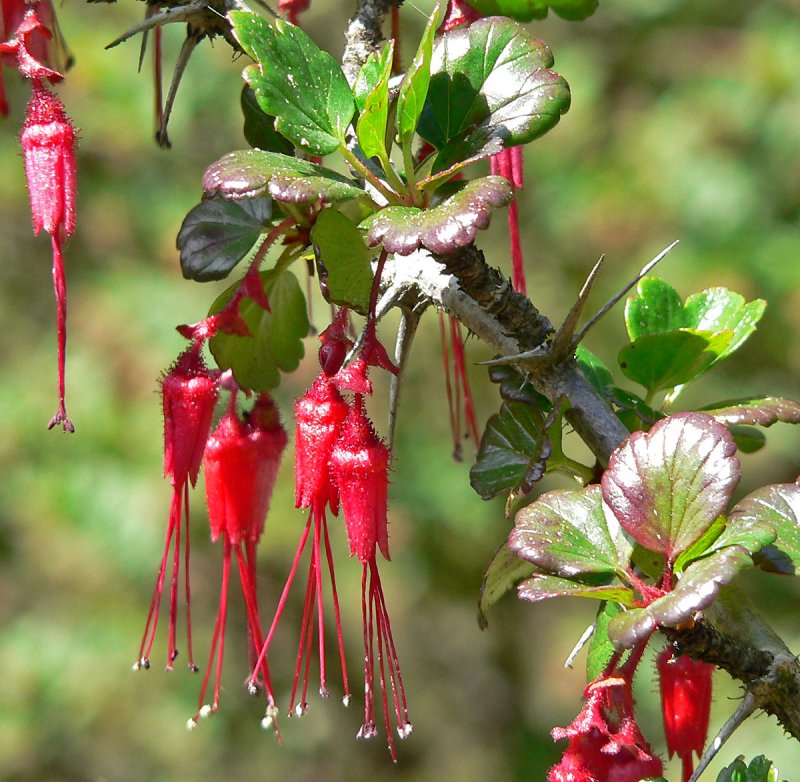 Ribes sanguineum ягоды