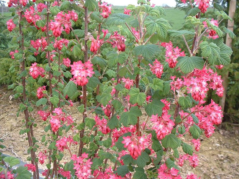 Смородина Pulborough Scarlet