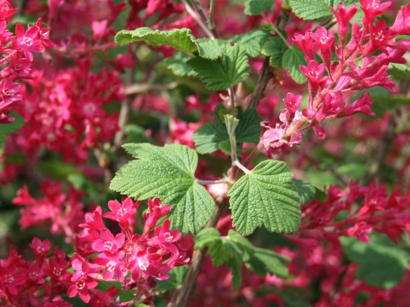Ribes sanguineum King Edward VII