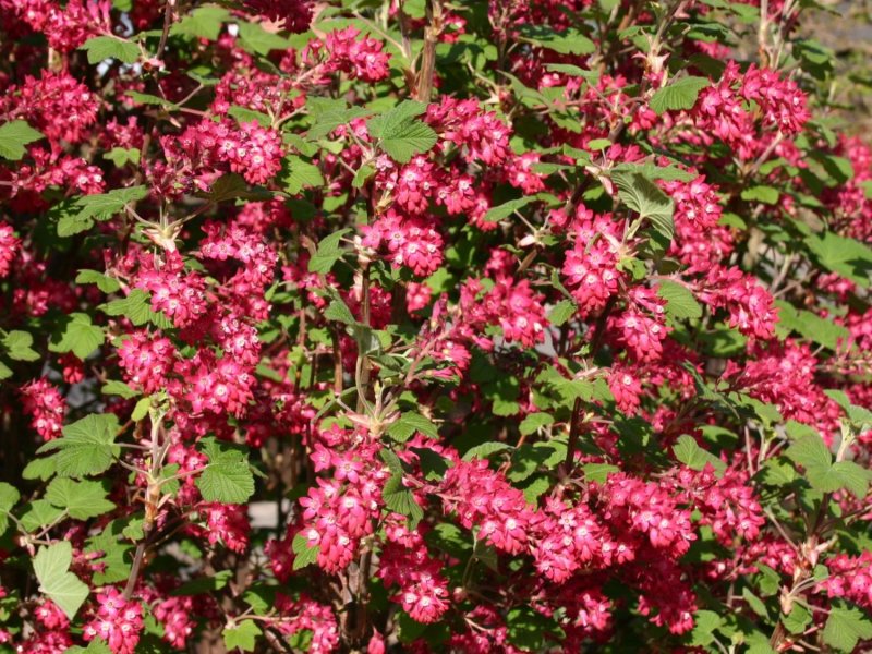 Ribes sanguineum King Edward VII