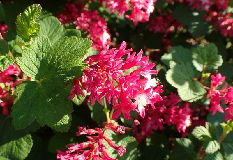 Смородина Pulborough Scarlet