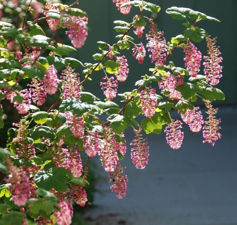 Смородина кроваво-красная (ribes sanguineum)