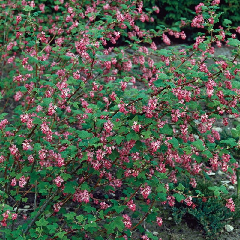 Смородина кроваво-красная Pulborough Scarlet