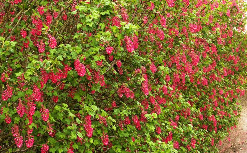 Ribes sanguineum King Edward VII