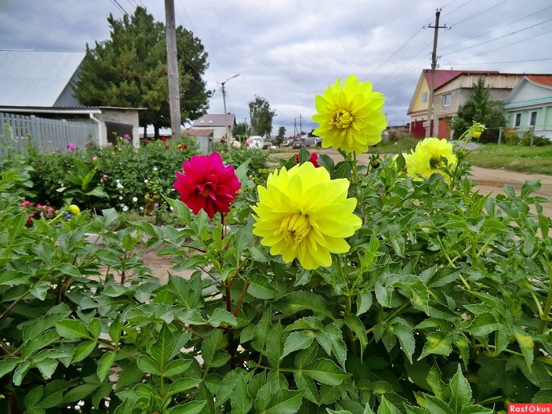 Какие листья у георгина
