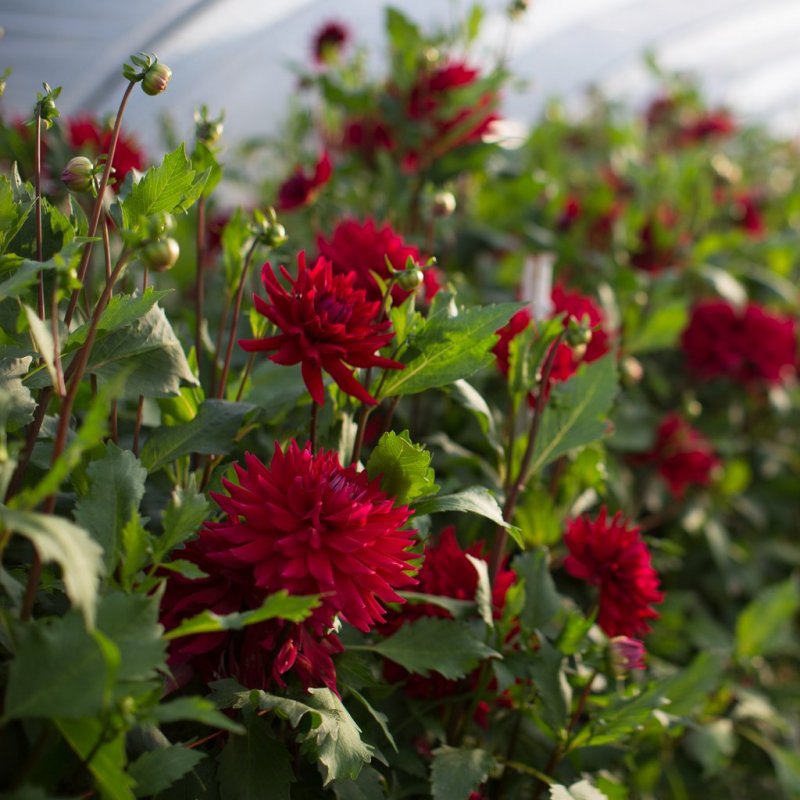 Dahlia 'Loverboy'