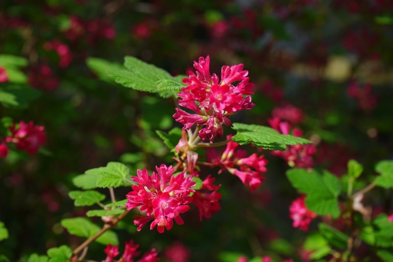 Ribes sanguineum King Edward VII