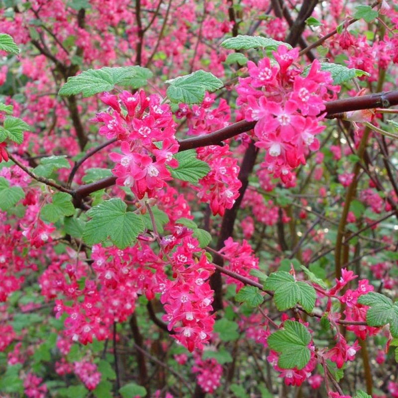 Rose Hip Garden