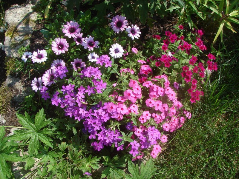 Solanaceae Salpiglossis