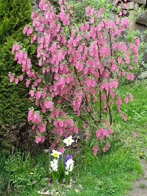 Ribes sanguineum изгородь