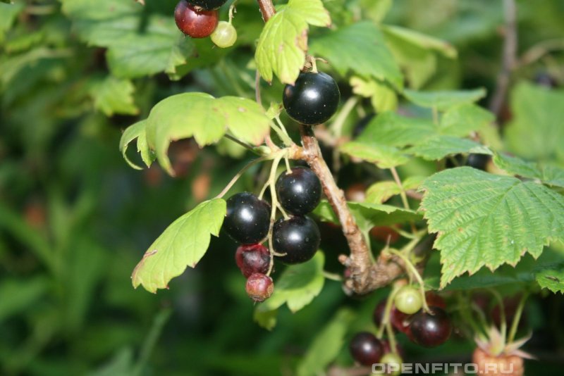 Ribes Pulborough Scarlet