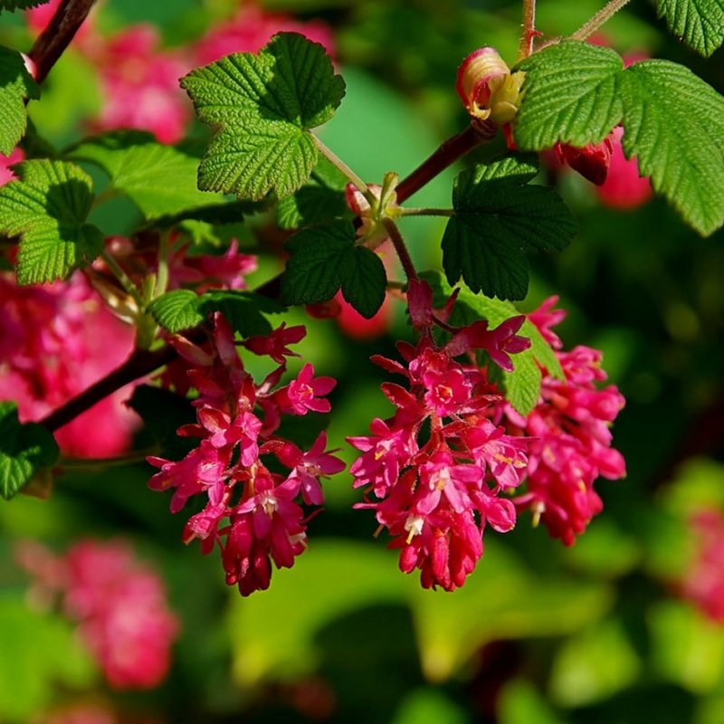 Ribes sanguineum Pulborough Scarlet