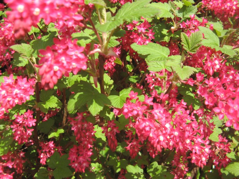 Смородина кроваво-красная (ribes sanguineum)
