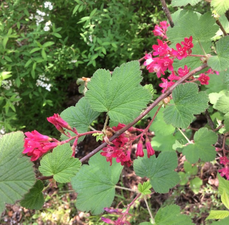 Смородина кроваво-красная (ribes sanguineum)