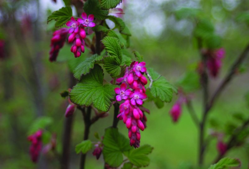 Смородина Pulborough Scarlet