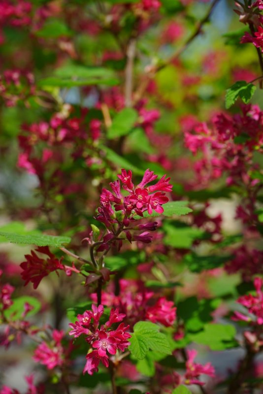 Ribes Sang. King Edward VII Bush