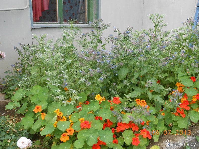 Клумбы календула и настурция