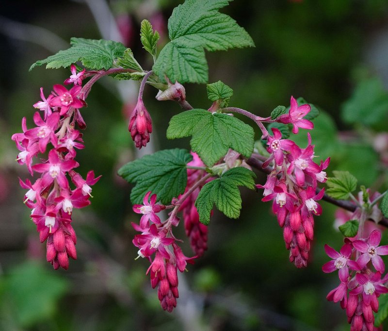 Ribes sanguineum плоды