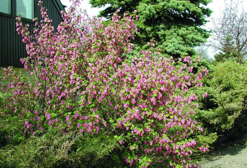 Смородина Pulborough Scarlet