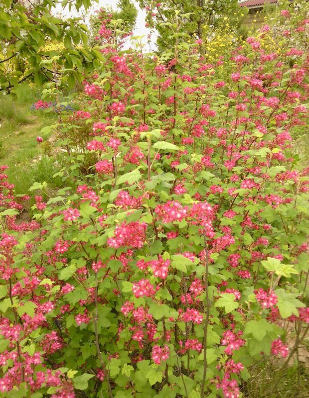 Смородина кроваво-красная (ribes sanguineum)