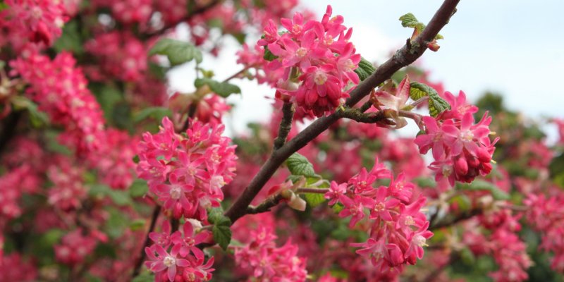 Fuchsia-flowering Gooseberry