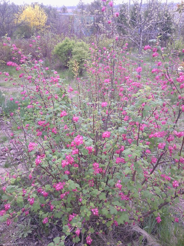Смородина кроваво-красная Pulborough Scarlet