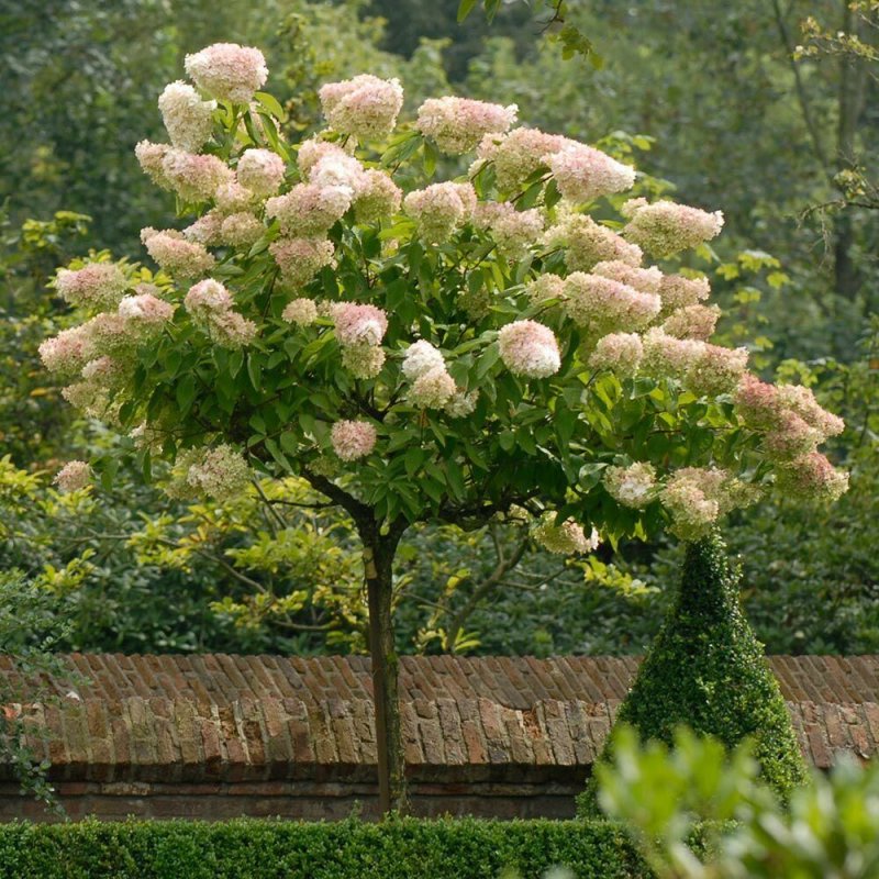 Гортензия древовидная grandiflora