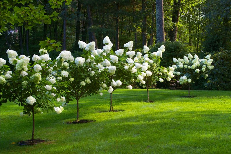 Гортензия древовидная (Hydrangea arborescens Golden Annabelle) p9