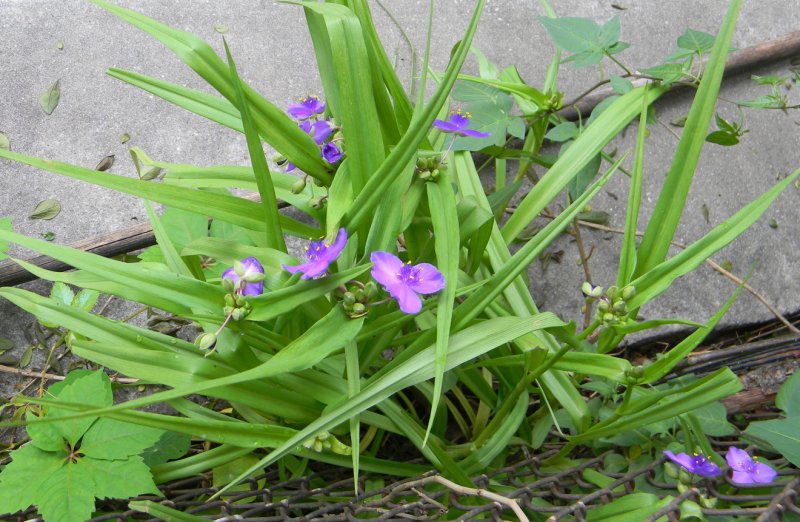 Традесканция caerulea Plena
