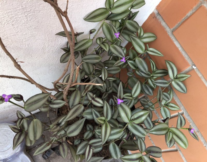 Tradescantia Zebrina Bruckner