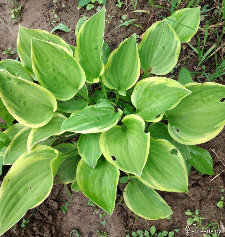 Хоста plantaginea grandiflora