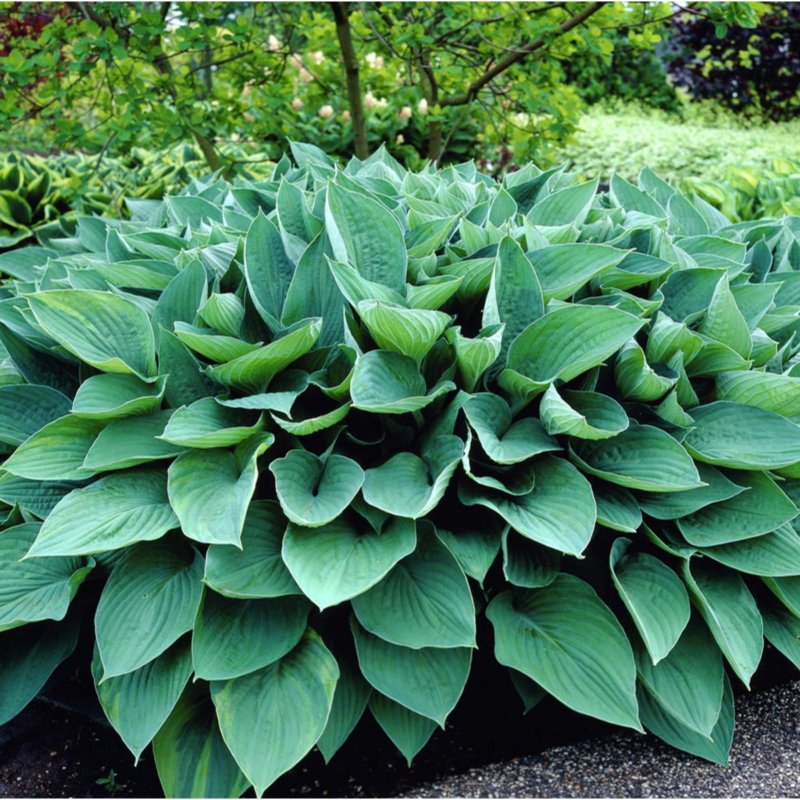 Хоста Форчуна hyacinthina