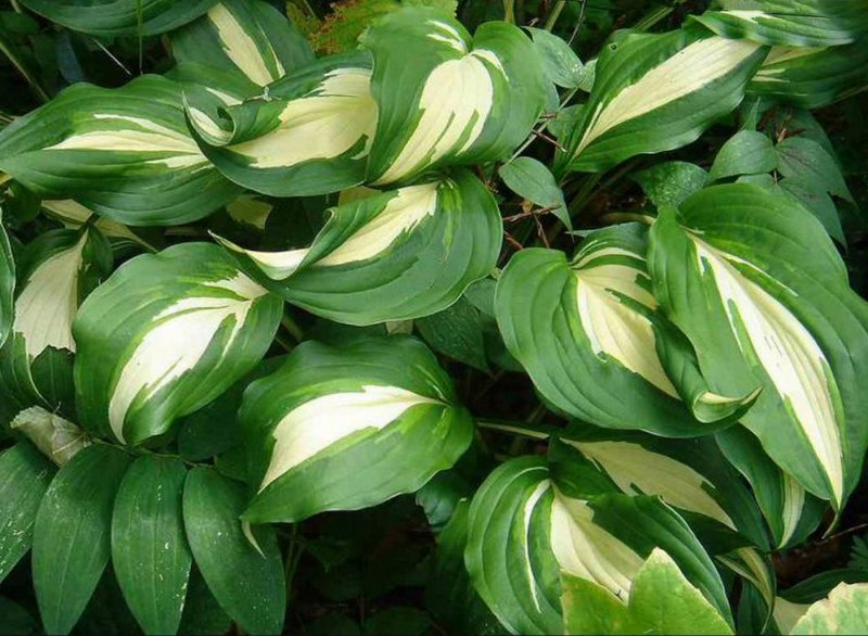 Хоста Hosta Eclipse