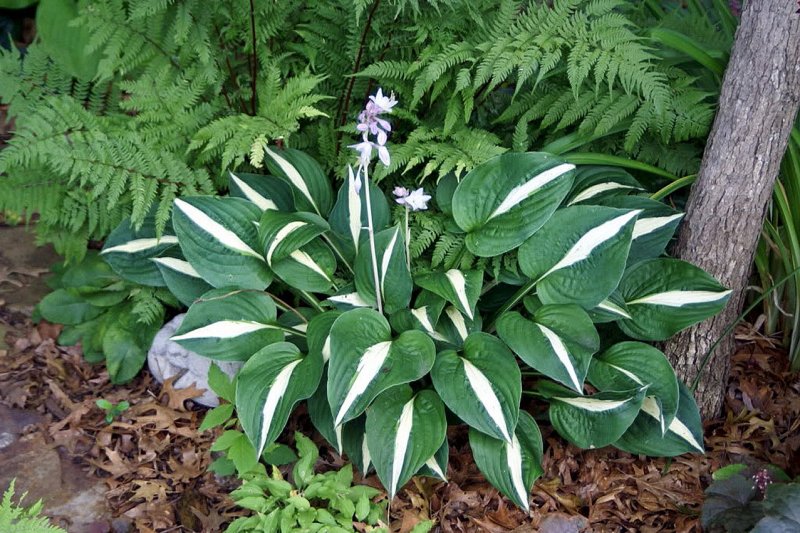 Хоста Hosta grandiflora