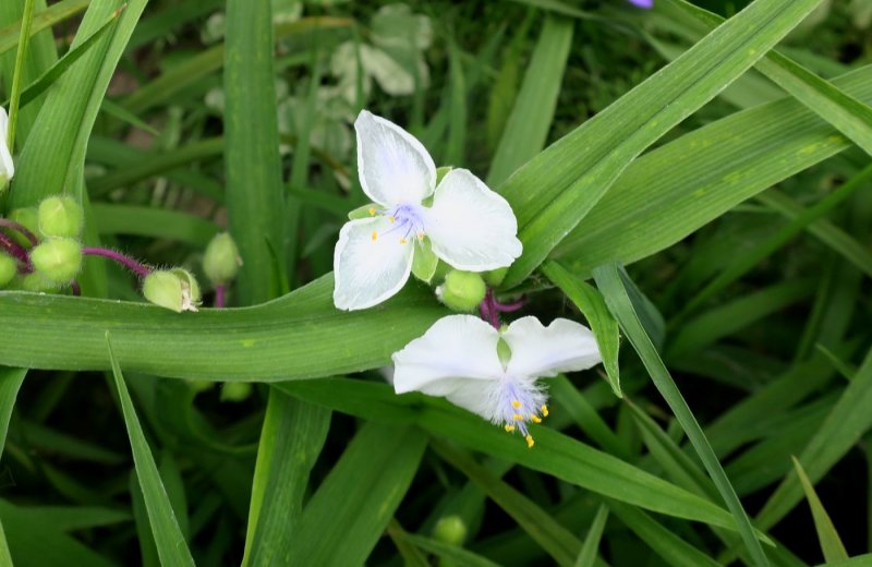 Tradescantia andersoniana