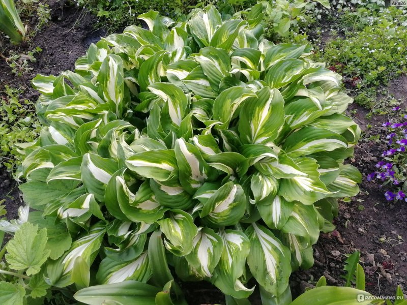 Хоста (Hosta) plantaginea