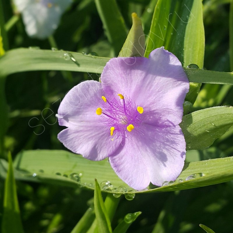 Tradescantia virginiana