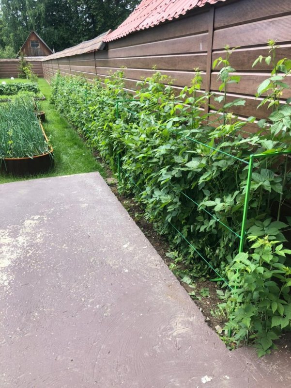 Grape Trellis