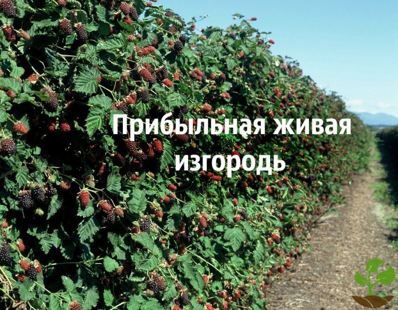 Ежевика Живая изгородь