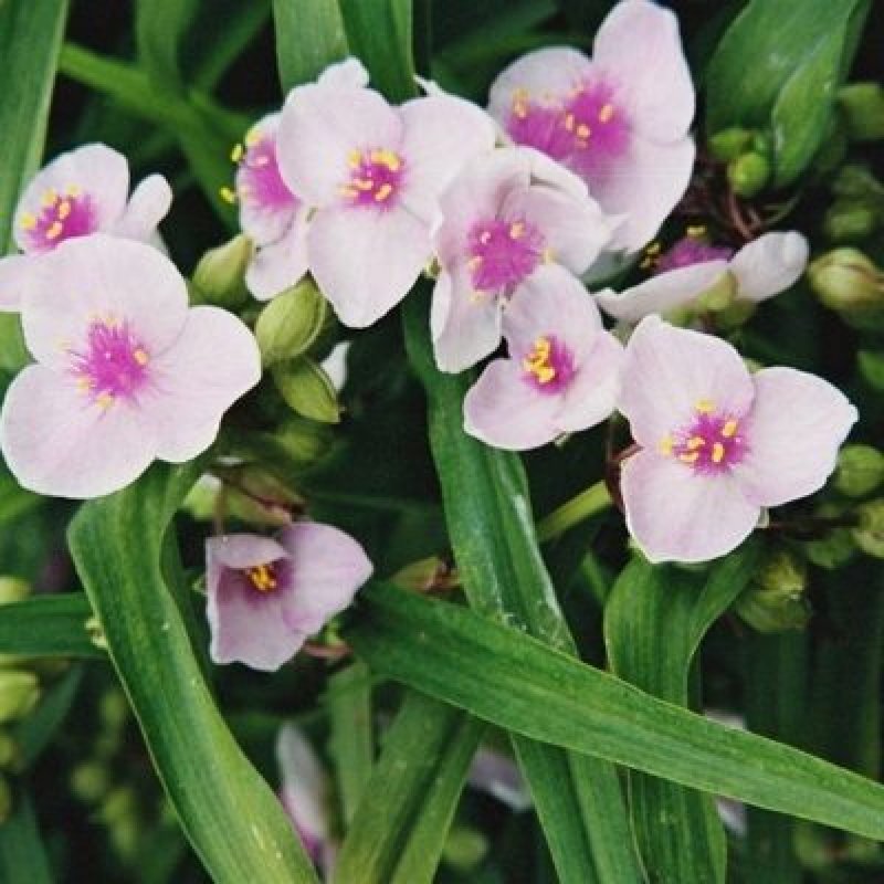 Традесканция виргинская Tradescantia virginiana