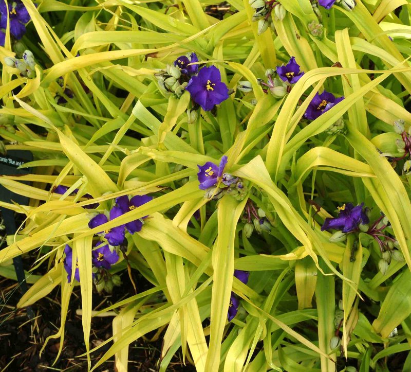 Традесканция виргинская Tradescantia virginiana