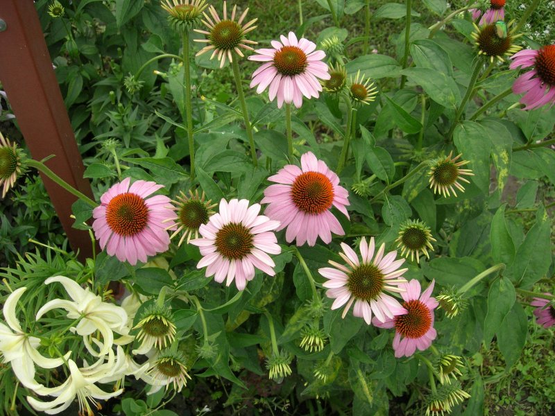 Эхинацея Echinacea Sunseekers Rainbow