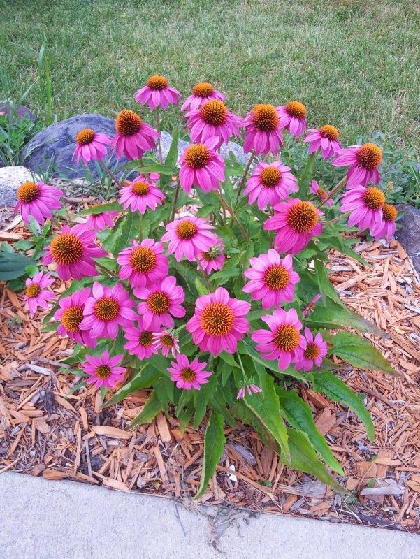 Эхинацея Echinacea Fountain Light Purple