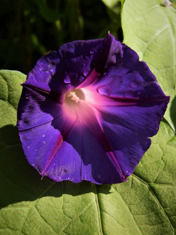 Ipomoea cairica