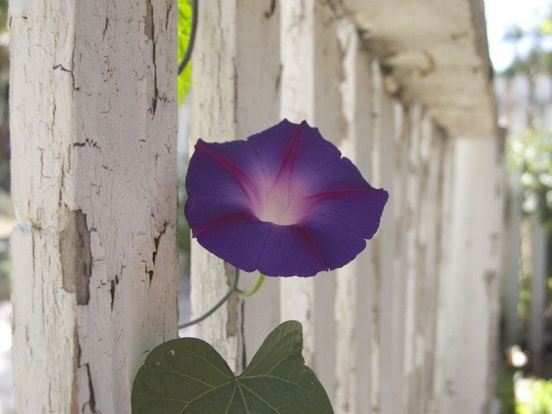 Ипомея Ipomoea Yellow Round leave