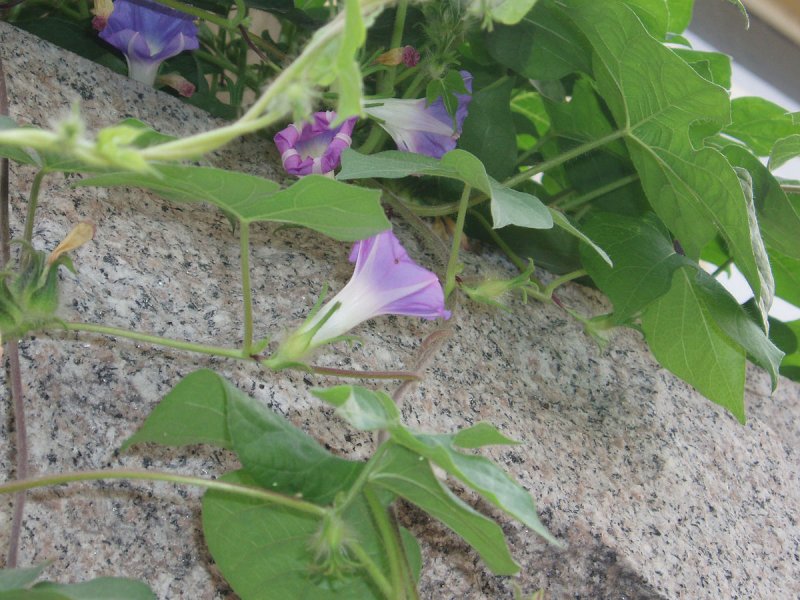 Ipomoea paniculata